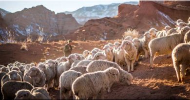 ACTU AGRICOLE – Bergers, vos droits ne sont pas en vacances : salaires, logement, contrat ACTU AGRICOLE – Bergers, vos droits ne sont pas en vacances : salaires, logement, contrat
